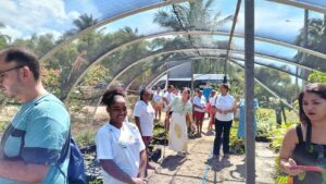 Organização em associações transforma a vida de catadoras de mangaba no litoral sul sergipano 5 mangaba
