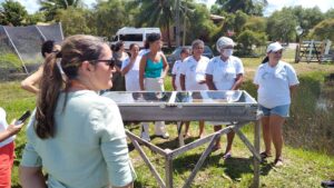 Organização em associações transforma a vida de catadoras de mangaba no litoral sul sergipano 6 mangaba