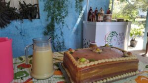 Organização em associações transforma a vida de catadoras de mangaba no litoral sul sergipano 4 mangaba